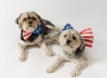 Reizen naar Amerika met huisdieren