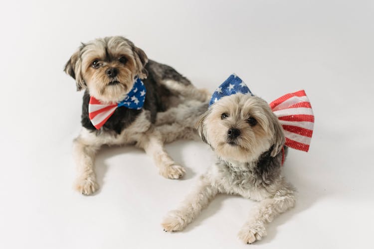 Amerikaanse reis huisdieren